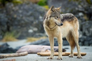 On the shores of coastal British Columbia, the “surf” pack is taking a break from their beachside patrols. It is a well-deserved break for this matriarch rolling in the salty sand. She's over a decade old, a rarity among wolves explained by her dominance in an area free of competitors. Her territory is not blessed with a salmon-bearing stream, therefore her pack has adapted to specialise in hunting seals, digging for seafood such as clams and scavenging what the ocean brings. She has often been 