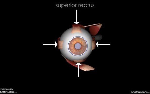 Extraocular Muscles - 眼外肌