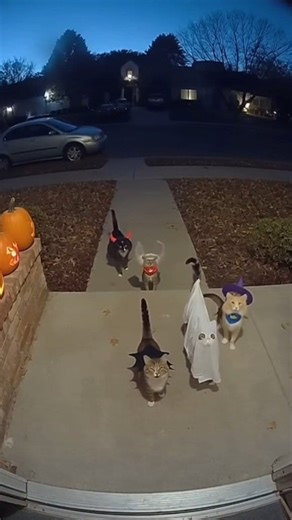 759K views · 28K reactions | The purr-fect Halloween squad has arrived for treats  #HalloweenCats #TrickOrTreat #CuteAnimals #SpookySeason #FurSquad | Cute Cat Page | Facebook