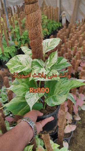 #plants #virlvideo #foryoupage❤️❤️ pattoki green land nursery and land secping