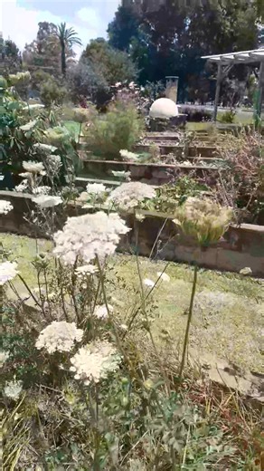 There's quite a lot of False Queen Anne's Lace (Ammi majus) going to seed in the community garden at the moment. It's beautiful and loved by beneficial insects (like all the umbelliferae family). If you want seeds for your good bugs, come grab some straight out of the garden soon. | Lismore Community Garden