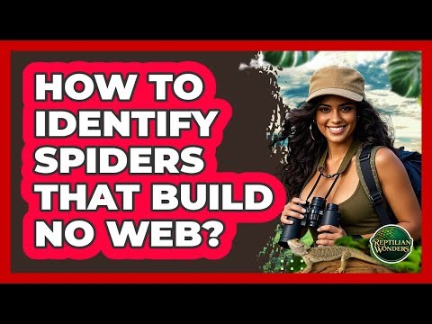 How To Identify Spiders That Build No Web?