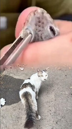 The doctor is carefully removing the bot fly from the squirrel's eye.