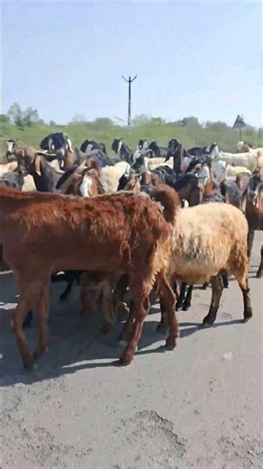 Understanding Sheep and Goats: Breeds & Benefits