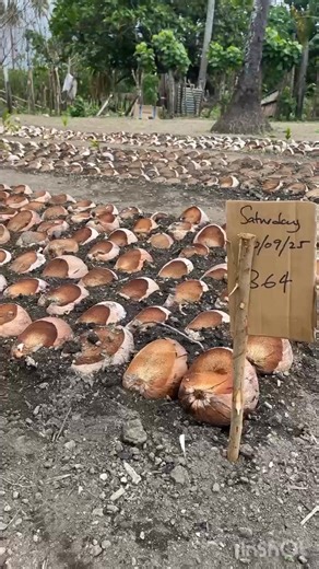 Vanuatu Basket, PRV and Vanuatu Department of Agriculture working together on the new coconut nursery and replanting program 🥥🌱🌴 #vanuatubasket #prv #Vanuatu #coconut #coconuts #replanting #plants #nursery | Vanuatu Basket