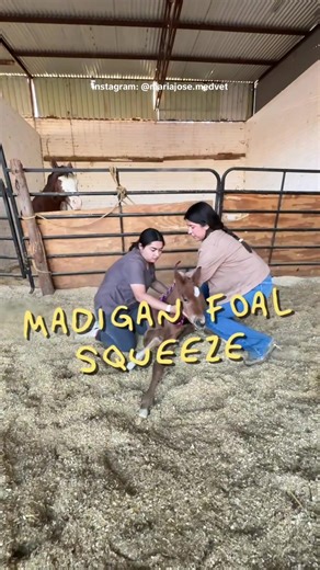 Madigan Foal SQUEEZE 🐎✨ utilizada en neonatos como una técnica para tratamiento del Dummy Foal, obvio solo se debe realizar por un médico veterinario con justificación médica ✨ #vetlife #veterinaria #horses #capcut