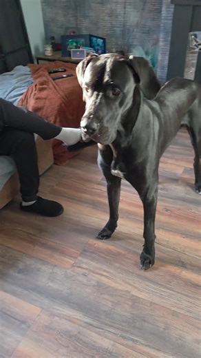 Training Your Great Dane to Sit Effectively