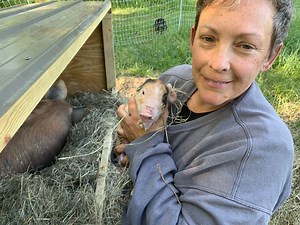 Our pregnant gilts have finally farrowed on pasture and their piglets are here. How many piglets did we end up having? How did our farrowing huts work out? We recently built some farrowing huts, or Swine Chalets as we call them, for our. 2 pregnant gilts that were set to farrow after being artificially inseminated, or AI, just a few months ago. | Sheraton Park Farms
