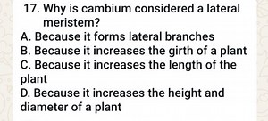 17. Why is cambium considered a lateral meristem?A. Because it... | Filo