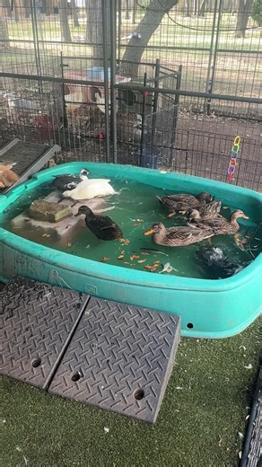 It’s freezing cold outside 🥶 Ducks: “Perfect weather for a swim.” Meanwhile I’m standing there in three layers wondering how they’re not popsicles. #DuckLife #BackyardDucks #DuckLogic #ForDucksSake #DuckMom