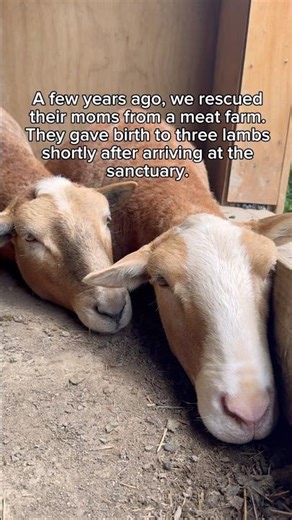 Our sweet rescued boys deserve the very best #friendsnotfood