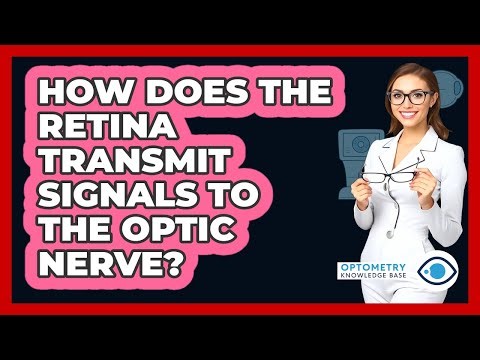 How does the retina transmit signals to the optic nerve?