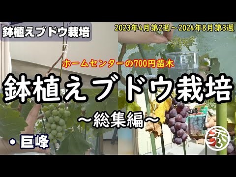 鉢植えブドウ栽培 ～巨峰 2年目収獲まで～