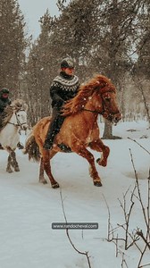 SUEDE - Chevauchée Blanche en Laponie ✅ 4 ou 7 jours à partir de 1390 € vols ➡ https://www.randocheval.com/Programmes/ch27-laponie-hiver.htm | Randocheval