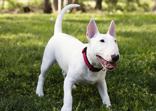 What Kind of Dog Is the Target Dog? Breed Information, Pictures, and Its Real Name!