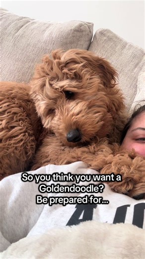 What to Expect from a Goldendoodle Pet