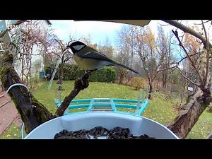 Eurasian Nuthatch at the Feeder | Calm European Bird Watching & Natural Forest Ambience