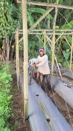 smart techniques for planting chili seeds with good and fast cooperation #shorts