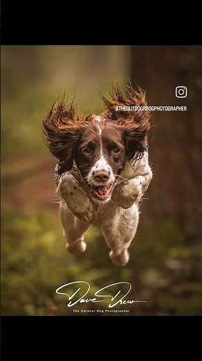 Capturing Action: Dynamic Outdoor Dog Photography with English Springer Spaniel