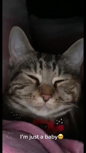 Just a baby🐱#catsoftiktok#fyp#cats#cattok#onlyinmycalvins