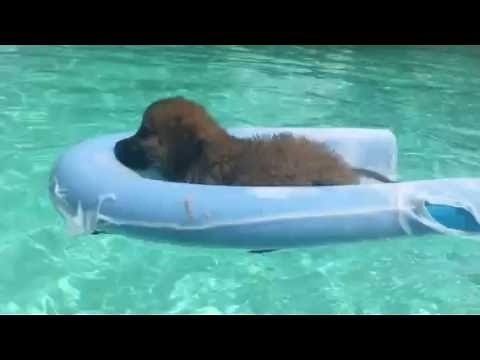 DYI Pool noodle puppy water therapy float