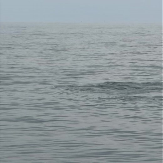 It’s Pec Slap Time! Did you know, Humpback whale pectoral fins (also known as flippers) are exceptionally long, sometimes reaching one-third of their body length (up to 16 feet), and are crucial for a variety of functions, including maneuvering, communication, and feeding. These "big wings" are used for sharp turns, and their leading edges feature unique tubercles that reduce drag and improve efficiency. They are also vital for social and mating behaviors, such as "pec slapping," a loud communic