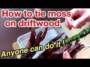 How to properly attach willow moss to driftwood in planted aquarium～ADA ,tie aquatic plants on stone