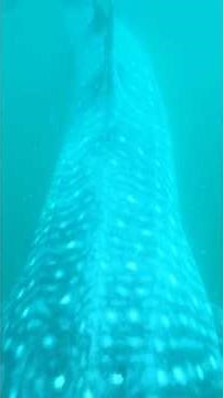 Family Adventure: Snorkeling with a whale shark in Donsol!
