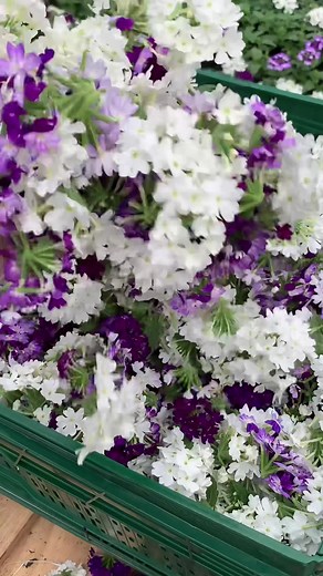 Creative Flower Arranging with Pansies in a Garden