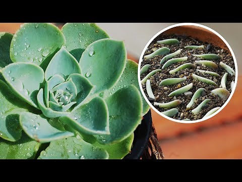 Here's how we GROW ECHEVERIA succulent from CUTTINGS and LEAVES
