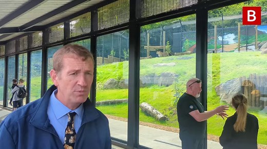 We headed along to Belfast Zoo yesterday as their Barbary Lions Qays, Fidda and Theibba moved into their new home 🦁 | Belfast Live