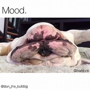 When it's been Halloween since Friday & you still got one more day to go... Original vid via instagram.com/titon_the_bulldog/ | BARK