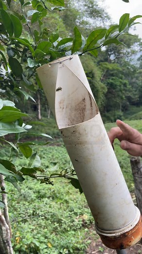 Your fruits right in the palm of your hand with this tool 🍎🙌 The easiest way to harvest without effort! #USA #EasyHarvest #PapainhaTips | Farm Ideas