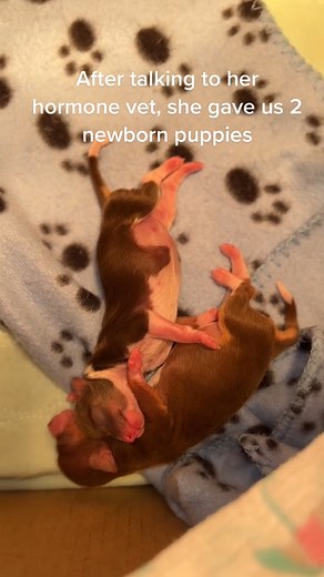 13K views · 797 reactions | The unlikely duo that stole our hearts  Meet the great dane and chihuahua who prove that love knows no bounds  #friendshipgoals #tinydogbigheart | Dear Danes | Facebook