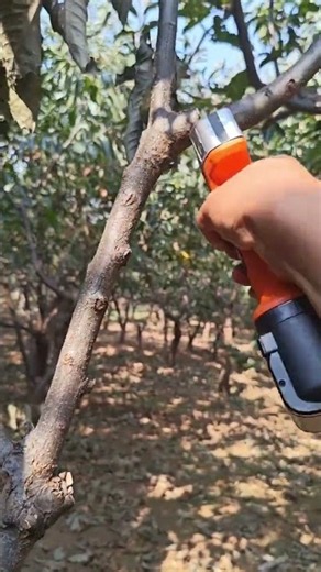 Loquat Tree Pruning with Powerful Electric Pruning Shears 🌳✂️ | Professional Gardening