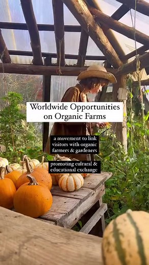 👋🏼 New to WWOOF? Allow us to (re)introduce ourselves 🌱 WWOOF is a worldwide movement to link visitors (WWOOFers) with organic farmers, promote cultural and educational exchange, and build a global community conscious of ecological farming and sustainability practices. WWOOF started 50 years ago and has grown from a small group in the 1970s to a worldwide community of hundreds of thousands of people today! 👩🏽‍🌾 As a WWOOFer, you will participate in the daily life of your host, help on the f