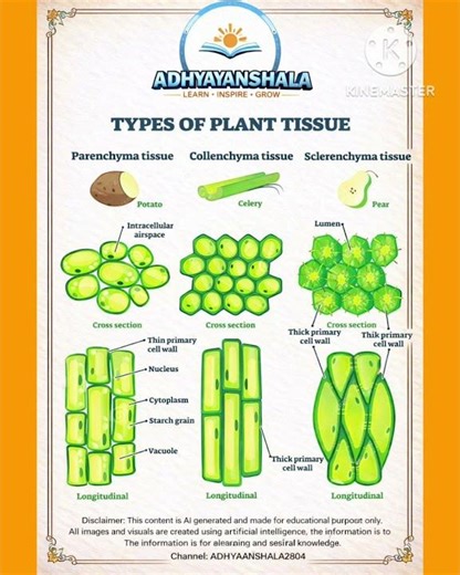 Types of Plant Tissue | Parenchyma Collenchyma Sclerenchyma