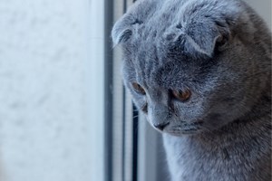 Feline Distemper: Symptoms & How To Treat