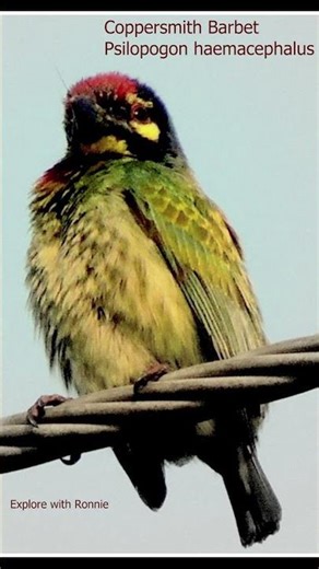 Coppersmith Barbet | বসন্তবৌরি | Copyright Free |