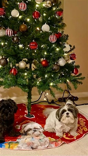 Homemade Christmas Cookies for Dogs 🎄🎅🎅🌲 Apple Banana Peanut Butter Dog Treats