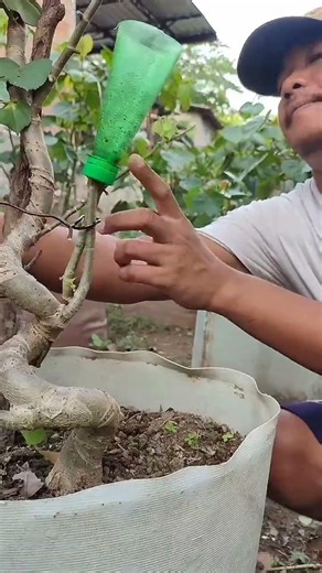 How to Propagate and Graft Plants at Home #bonsai #ihavethisthingwithplants #gardening #garden