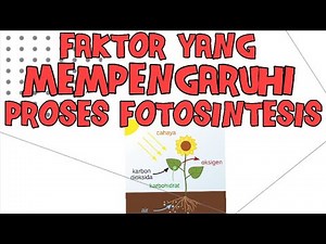 Faktor Faktor Yang Mempengaruhi Fotosintesis