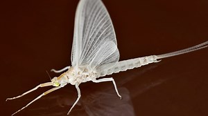 The mayfly hatch: A summer spectacle on the Susquehanna River