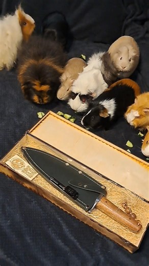 NMV Arkansas Toothpick Hunting Dagger in Custom Box #bowieknife #customknives #guineapig