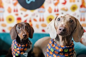 Hundreds of sausage dogs to visit city centre pub in Halloween  “pup-up” event