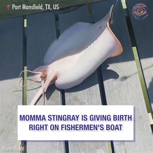 Imagina nacer y ver extraterrestres a tu alrededor 😲 | Genial