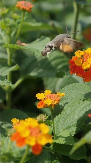 Hummingbird Hawkmoth 🦋✨ Nature’s Flying Jewel in Action |Stunning Wildlife #Shorts #Reel #fypシ