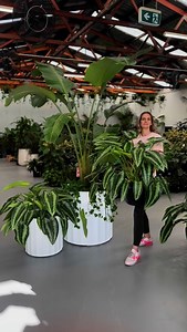 2.4K reactions · 64 shares | Here for the good vibes… and the drop-dead gorgeous foliage. The Drop Tongue Plant (aka Schiz-mato-glottis, if you’re fancy) is back — and she’s bringing serious lushness. Big leaves. Big stripes. Big lush. Get in before she disappears again!  CARINGBAH - 191 Taren Point Rd  NORTH PARRAMATTA - 1 Bourke St  OPEN 7 DAYS  LUSH FOR LESS  DELIVERY AVAILABLE  250+ ⭐⭐⭐⭐⭐ GOOGLE REVIEWS | Indoor Plant Shed | Facebook