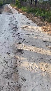 I love rat snakes. I've come across many docile specimens as well as many defensive ones. They are gorgeous, theatrical, common snakes that never get old. Here are a couple from a weekend trip to Florida. A gray rat and a red rat (corn snake). 🐍🩶🧡 | Justin Doll