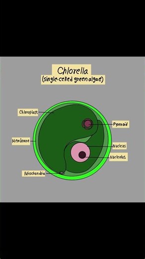 Chlorella Labelled Diagram | Structure Explained in 60 Seconds